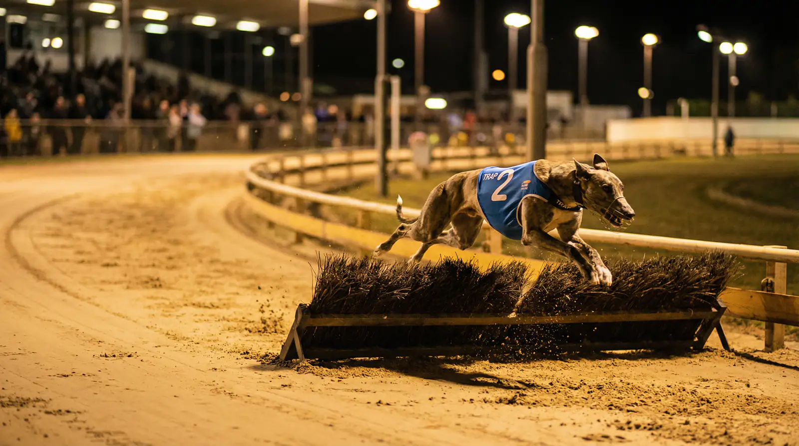 Greyhound hurdle racing discipline and betting guide