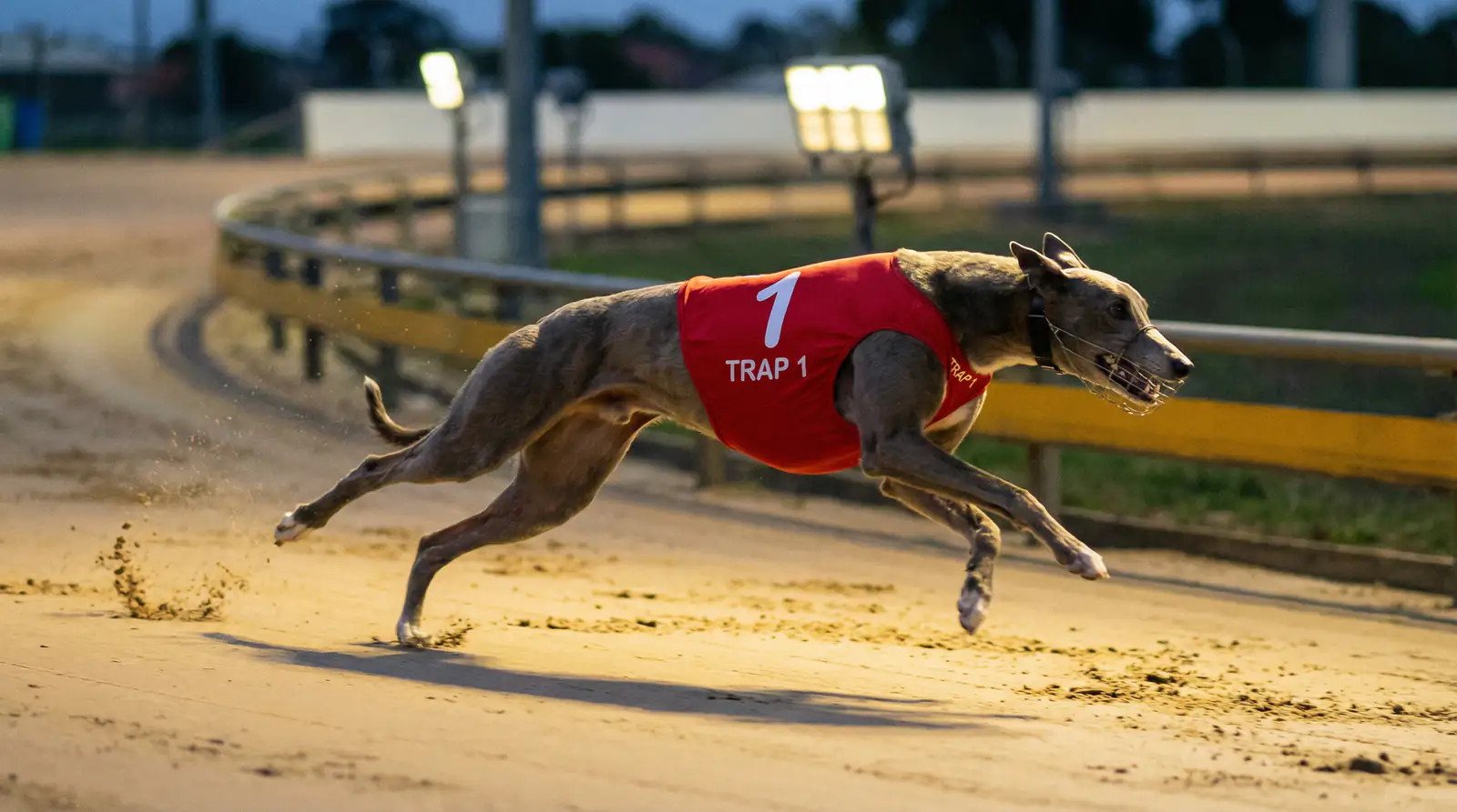 Greyhound running styles early pace middle distance and strong finishers